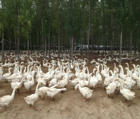 鵝的飼養管理及用料方案