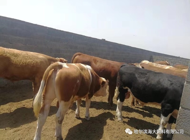 母牛濃縮飼料應用方案